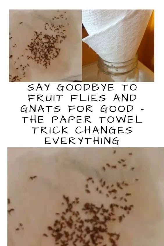 Titelbild für Say goodbye to fruit flies and mosquitoes forever – the paper towel trick changes everything