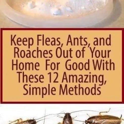 Titelbild für Keep Fleas, Ants, and Roaches Out of Your Home For Good With These 12 Amazing, Simple Methods