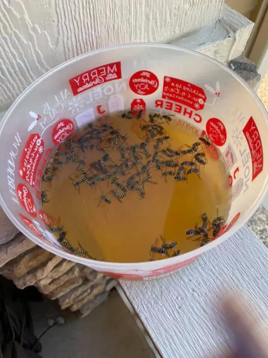 Titelbild für 12 Simple Ways To Keep Wasps Away