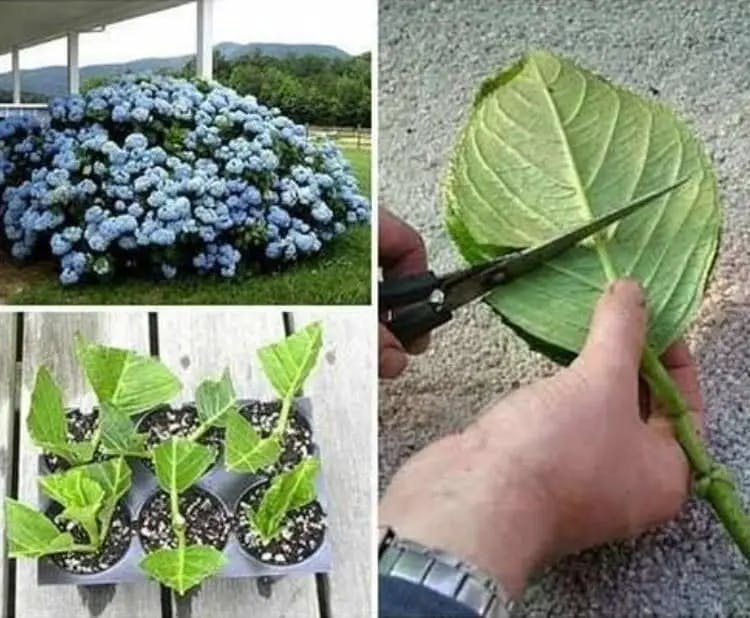 Titelbild für How to Grow Hydrangea from Cuttings