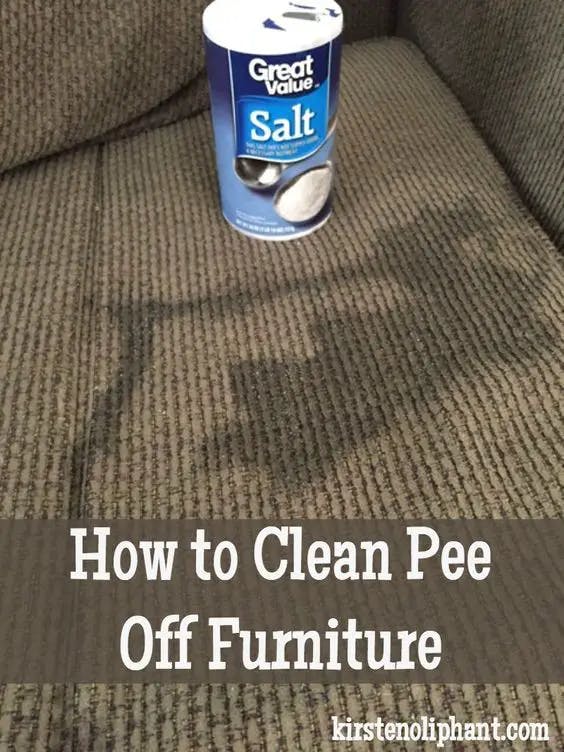 Titelbild für How to clean pee off furniture or carpets