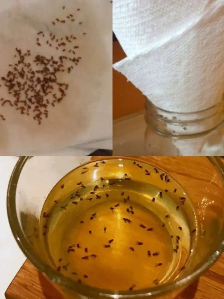 Titelbild für Say goodbye to fruit flies and mosquitoes forever – these hacks change everything