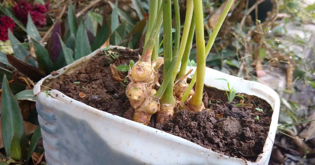 Titelbild für How to grow an endless supply of ginger